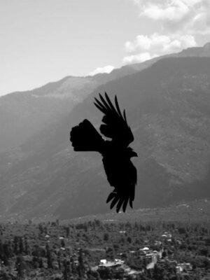 Buy Photo frame online